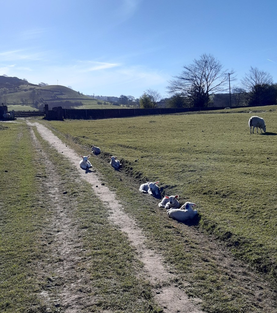 Six lambs lying on the path in the sunshine.