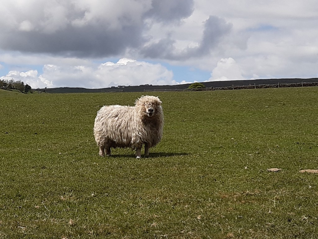 The hairy sheep.