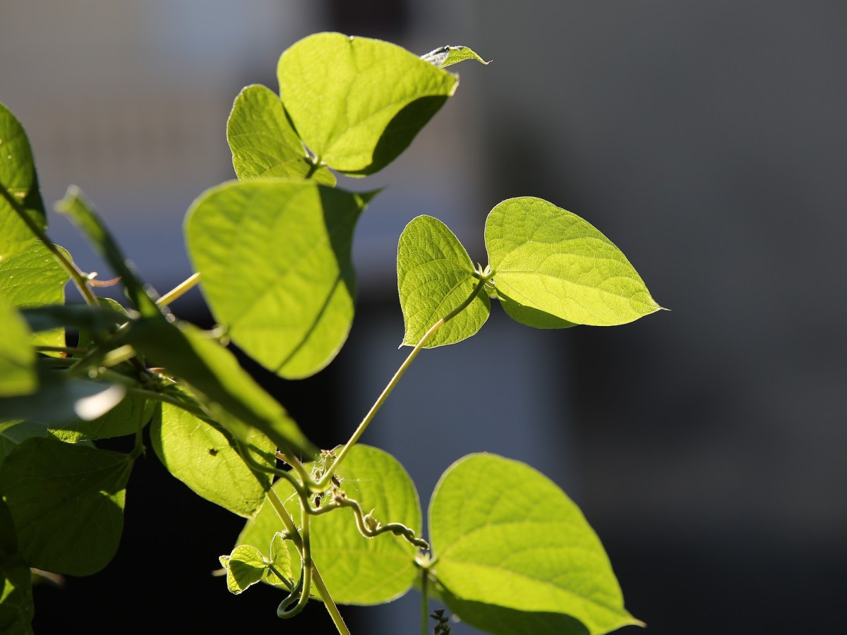 Lessons from a seed, breathing and&nbsp;supervision